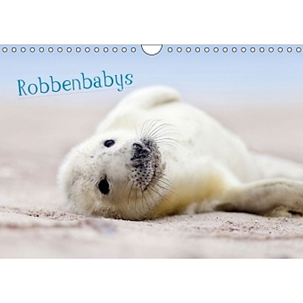 Robbenbabys (Wandkalender 2015 DIN A4 quer), Jenny Sturm