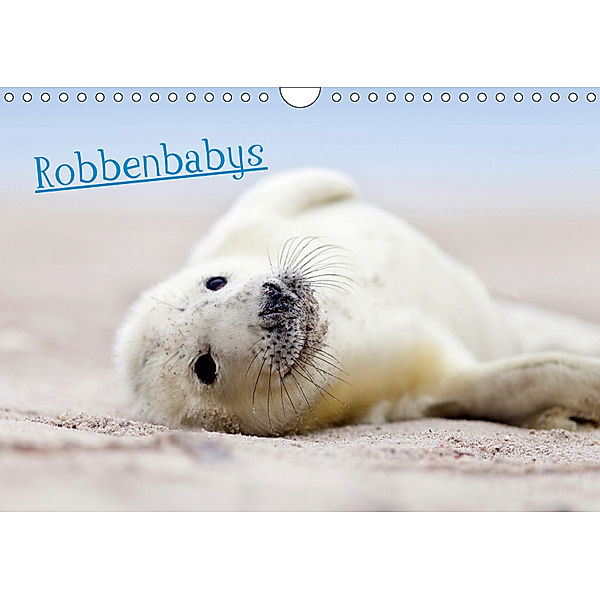 Robbenbabys (Wandkalender 2019 DIN A4 quer), Jenny Sturm