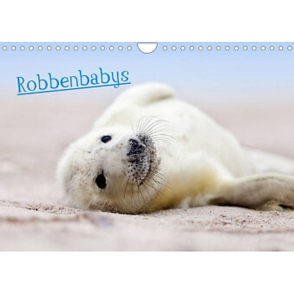 Robbenbabys (Wandkalender 2022 DIN A4 quer), Jenny Sturm