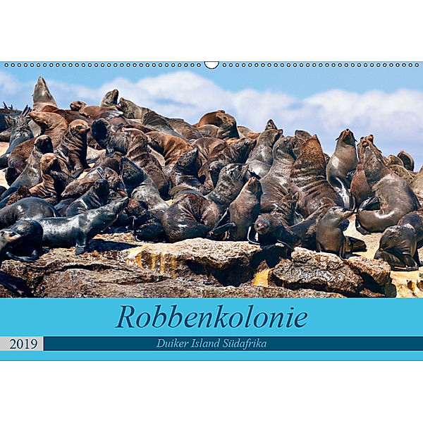 Robbenkolonie Duiker Island Südafrika (Wandkalender 2019 DIN A2 quer), www.kult-fotos.de