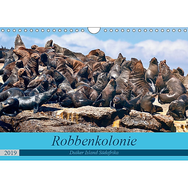 Robbenkolonie Duiker Island Südafrika (Wandkalender 2019 DIN A4 quer), www.kult-fotos.de