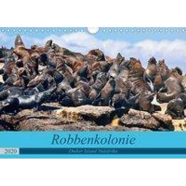 Robbenkolonie Duiker Island Südafrika (Wandkalender 2020 DIN A4 quer)