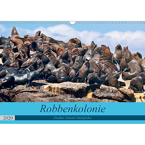 Robbenkolonie Duiker Island Südafrika (Wandkalender 2020 DIN A3 quer)