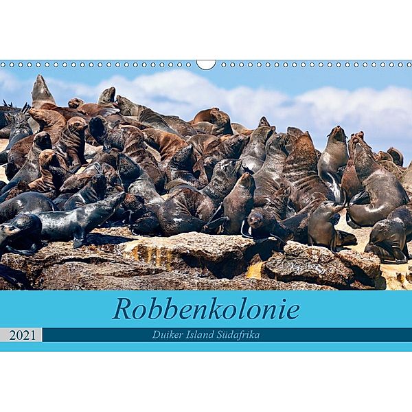 Robbenkolonie Duiker Island Südafrika (Wandkalender 2021 DIN A3 quer), www.kult-fotos.de