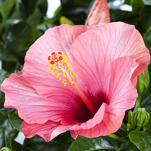 Rosa Hibiskus-Stamm