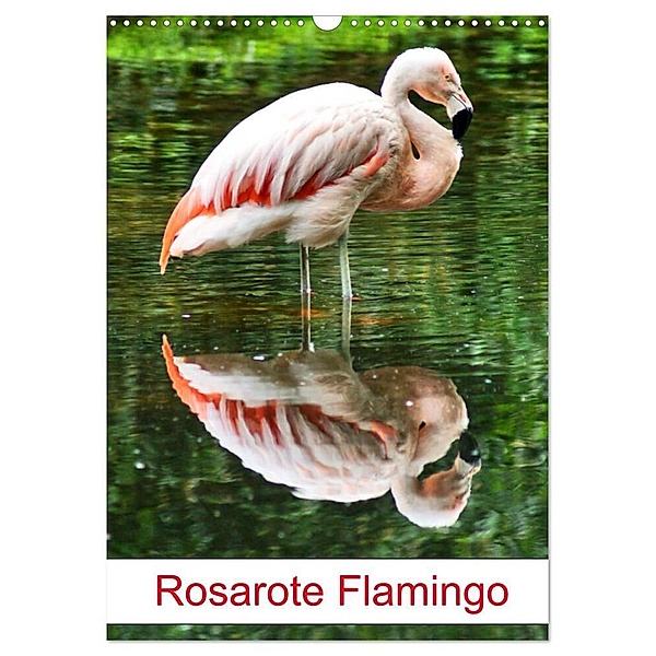 Rosarote Flamingo (Wandkalender 2024 DIN A3 hoch), CALVENDO Monatskalender, Kattobello