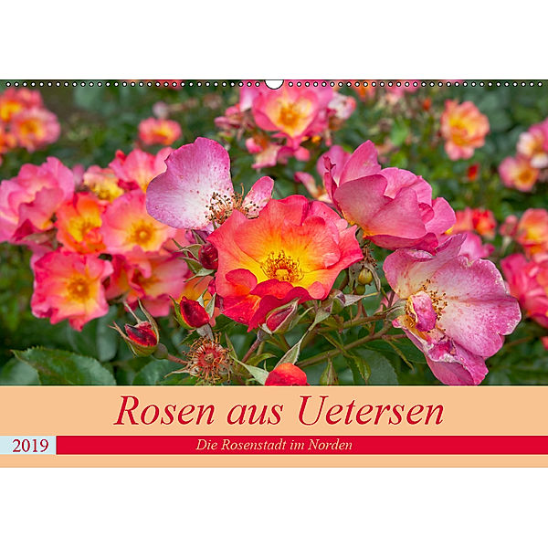 Rosen aus Uetersen (Wandkalender 2019 DIN A2 quer), Carmen Steiner / Matthias Konrad