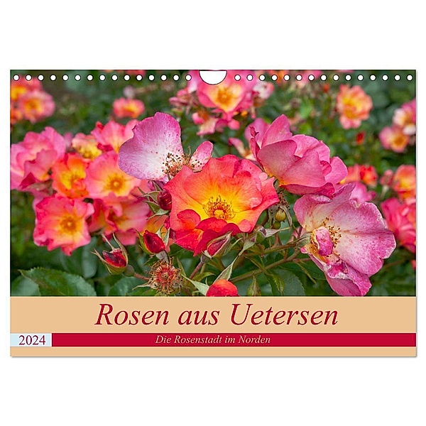 Rosen aus Uetersen (Wandkalender 2024 DIN A4 quer), CALVENDO Monatskalender, Carmen Steiner / Matthias Konrad