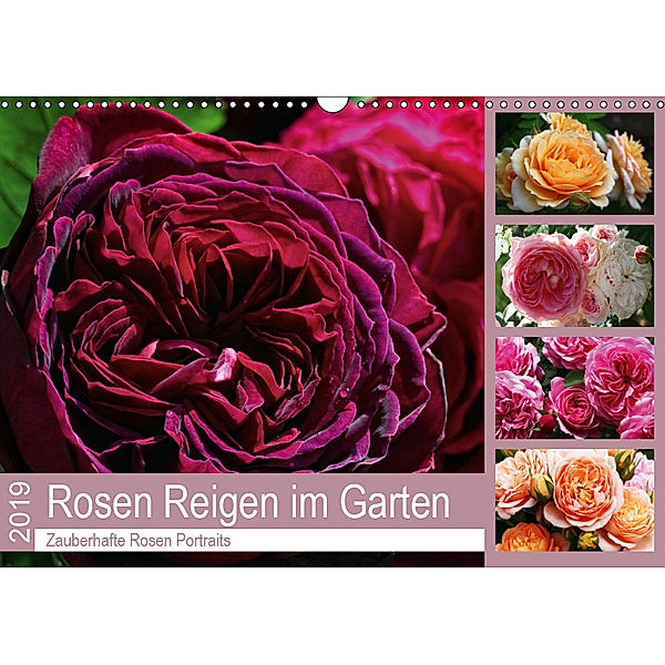 Rosen Reigen im Garten (Wandkalender 2019 DIN A3 quer), Martina Cross