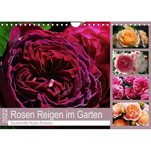 Rosen Reigen im Garten (Wandkalender 2022 DIN A4 quer), Martina Cross