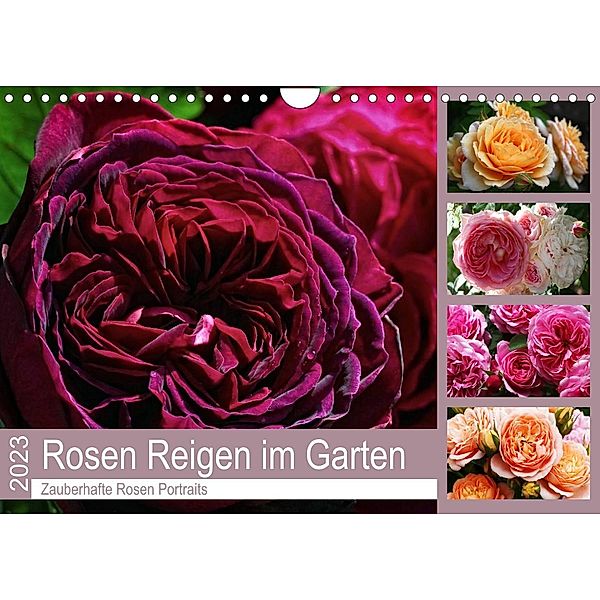 Rosen Reigen im Garten (Wandkalender 2023 DIN A4 quer), Martina Cross