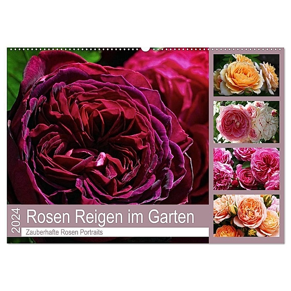Rosen Reigen im Garten (Wandkalender 2024 DIN A2 quer), CALVENDO Monatskalender, Martina Cross