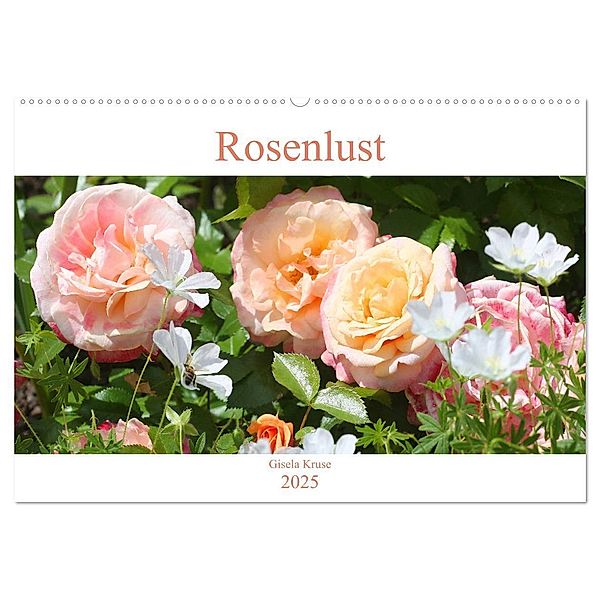 Rosenlust (Wandkalender 2025 DIN A2 quer), CALVENDO Monatskalender, Calvendo, Gisela Kruse