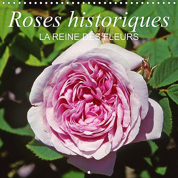 Roses historiques - la Reine des fleurs (Calendrier mural 2023 300 × 300 mm Square), Calvendo
