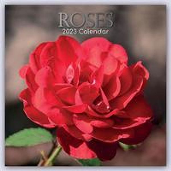 Roses - Rosen 2023 - 16-Monatskalender, Gifted Stationery Co. Ltd