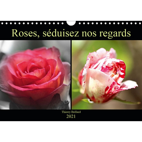 Roses, séduisez nos regards (Calendrier mural 2021 DIN A4 horizontal), Thierry BRILLARD