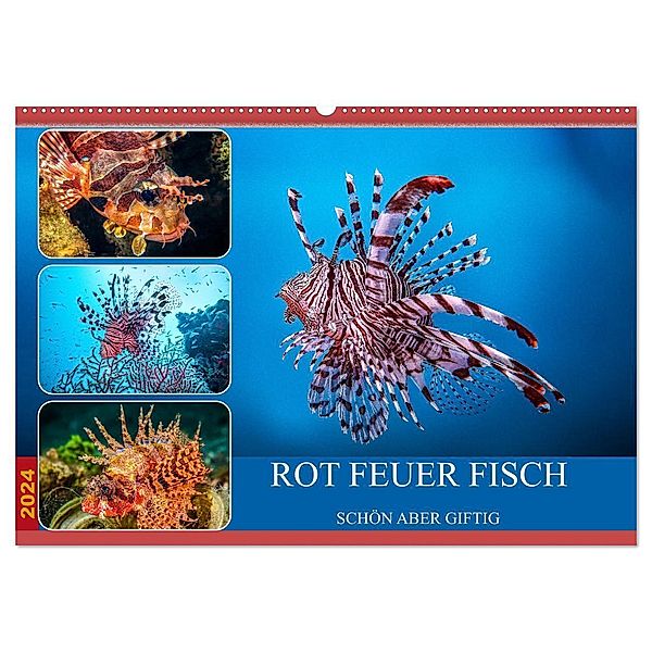 Rot Feuer Fisch (Wandkalender 2024 DIN A2 quer), CALVENDO Monatskalender, Dieter Gödecke