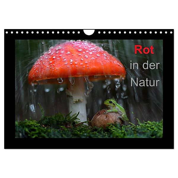 Rot in der Natur (Wandkalender 2024 DIN A4 quer), CALVENDO Monatskalender, Günter Bachmeier