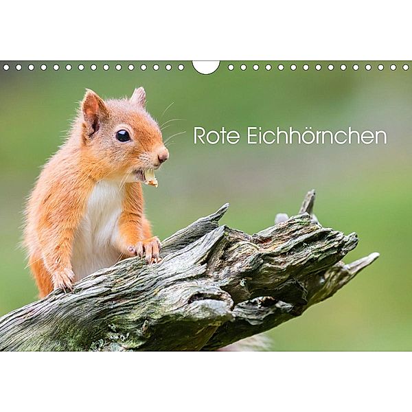 Rote Eichhörnchen (Wandkalender 2020 DIN A4 quer), Em-Jott Fotografie