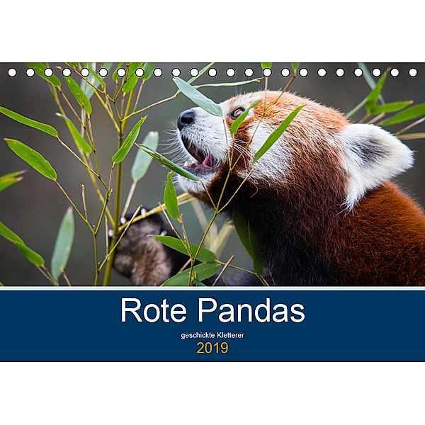 Rote Pandas - geschickte Kletterer (Tischkalender 2019 DIN A5 quer), Cloudtail the Snow Leopard