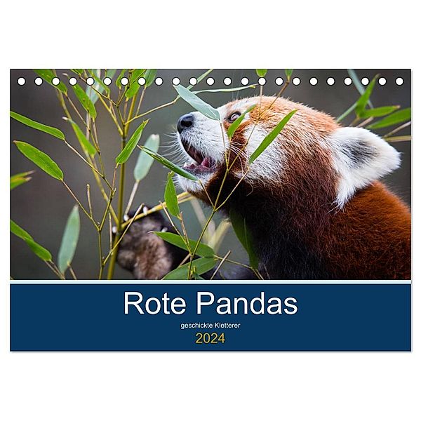 Rote Pandas - geschickte Kletterer (Tischkalender 2024 DIN A5 quer), CALVENDO Monatskalender, Cloudtail the Snow Leopard
