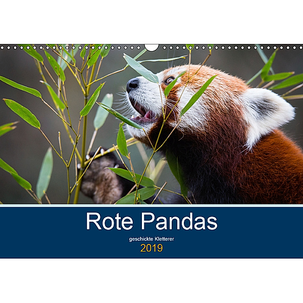 Rote Pandas - geschickte Kletterer (Wandkalender 2019 DIN A3 quer), Cloudtail the Snow Leopard