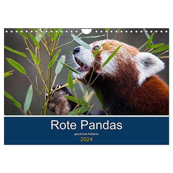 Rote Pandas - geschickte Kletterer (Wandkalender 2024 DIN A4 quer), CALVENDO Monatskalender, Cloudtail the Snow Leopard