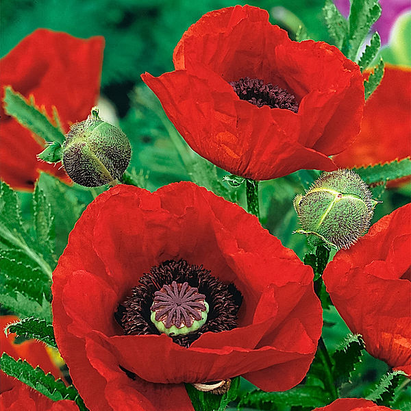 Roter Gartenmohn