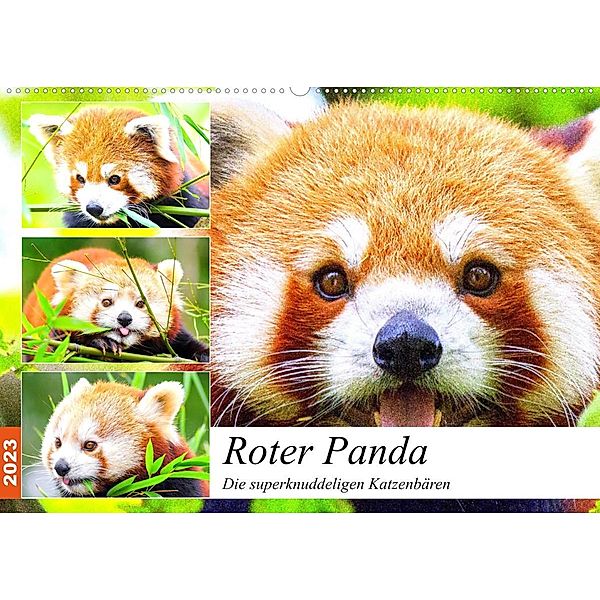 Roter Panda. Die superknuddeligen Katzenbären (Wandkalender 2023 DIN A2 quer), Rose Hurley
