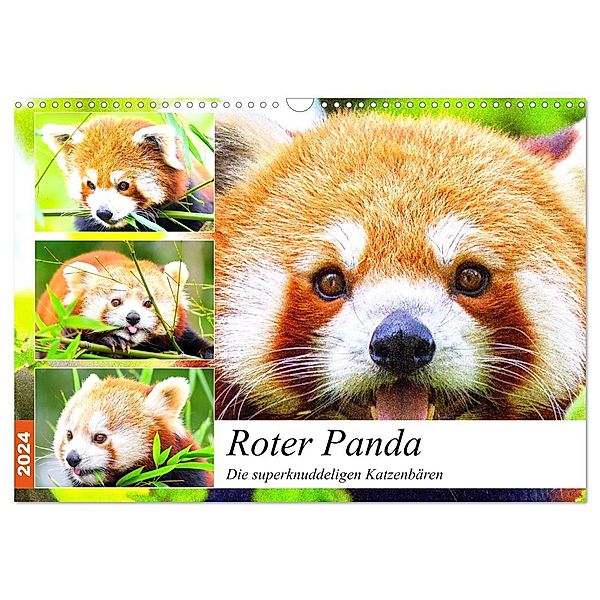 Roter Panda. Die superknuddeligen Katzenbären (Wandkalender 2024 DIN A3 quer), CALVENDO Monatskalender, Rose Hurley