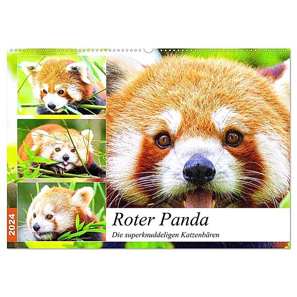 Roter Panda. Die superknuddeligen Katzenbären (Wandkalender 2024 DIN A2 quer), CALVENDO Monatskalender, Rose Hurley