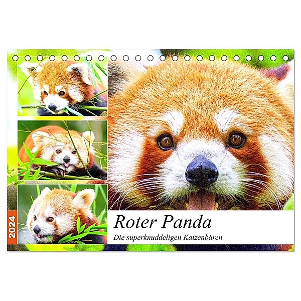 Roter Panda. Die superknuddeligen Katzenbären (Tischkalender 2024 DIN A5 quer), CALVENDO Monatskalender, Rose Hurley