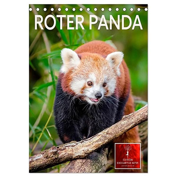 Roter Panda (Tischkalender 2024 DIN A5 hoch), CALVENDO Monatskalender, Peter Roder