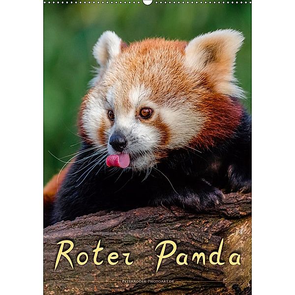 Roter Panda (Wandkalender 2021 DIN A2 hoch), Peter Roder