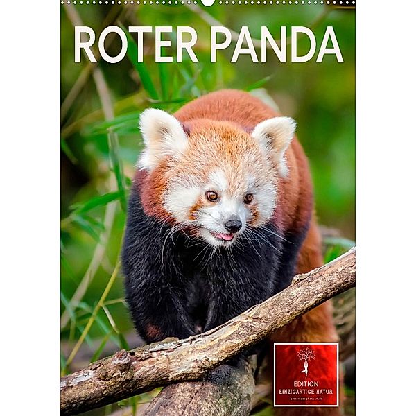 Roter Panda (Wandkalender 2023 DIN A2 hoch), Peter Roder