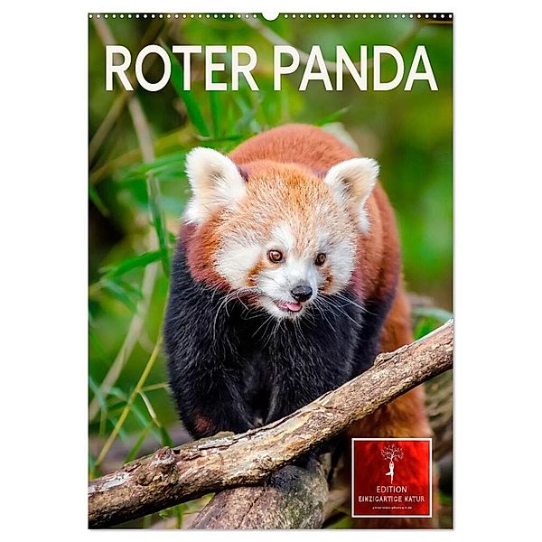 Roter Panda (Wandkalender 2024 DIN A2 hoch), CALVENDO Monatskalender, Peter Roder