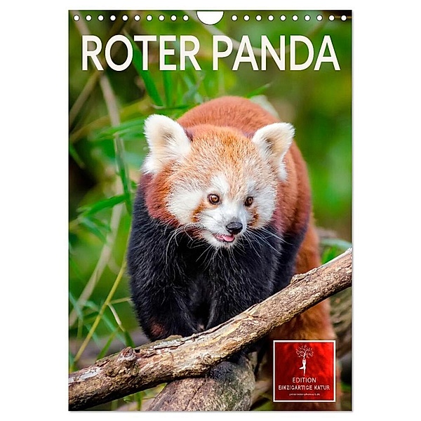 Roter Panda (Wandkalender 2024 DIN A4 hoch), CALVENDO Monatskalender, Peter Roder