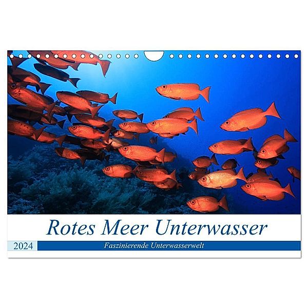 Rotes Meer Unterwasser (Wandkalender 2024 DIN A4 quer), CALVENDO Monatskalender, Martin Hablützel