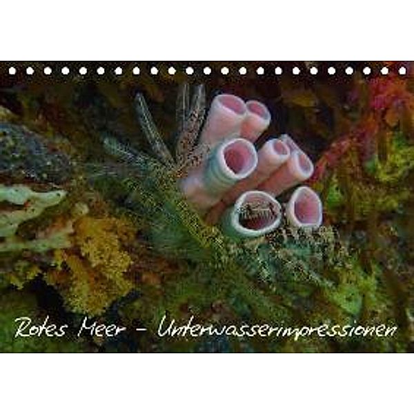 Rotes Meer - Unterwasserimpressionen (Tischkalender 2016 DIN A5 quer), Lars Eberschulz