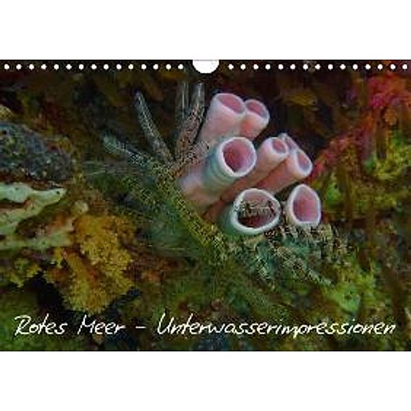 Rotes Meer - Unterwasserimpressionen (Wandkalender 2015 DIN A4 quer), Lars Eberschulz
