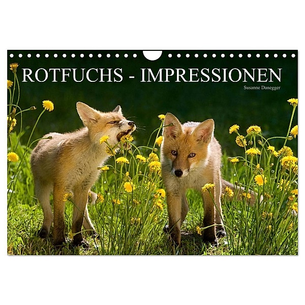 Rotfuchs - Impressionen (Wandkalender 2024 DIN A4 quer), CALVENDO Monatskalender, Susanne Danegger