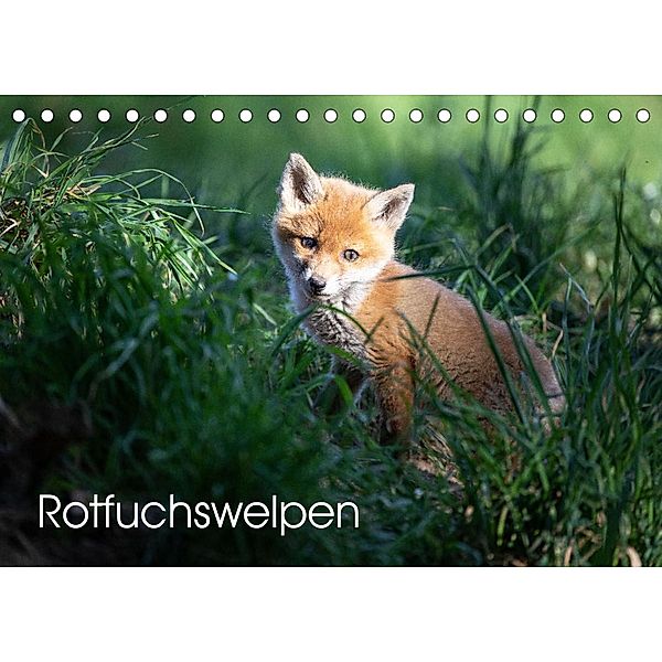 Rotfuchswelpen (Tischkalender 2022 DIN A5 quer), David Oberholzer