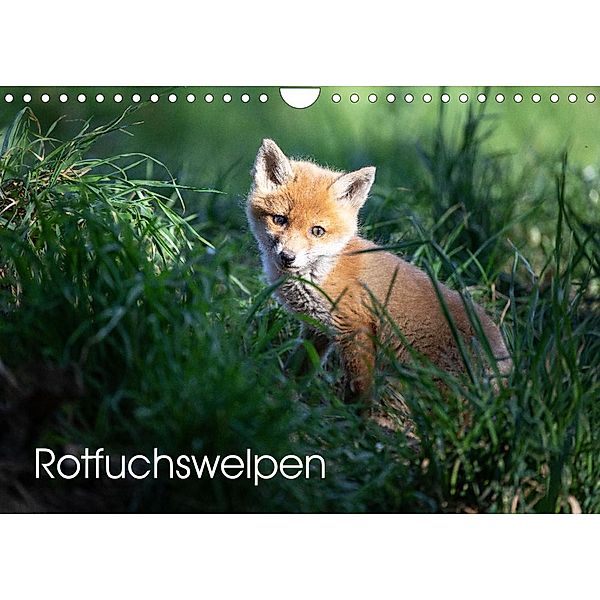 Rotfuchswelpen (Wandkalender 2022 DIN A4 quer), David Oberholzer