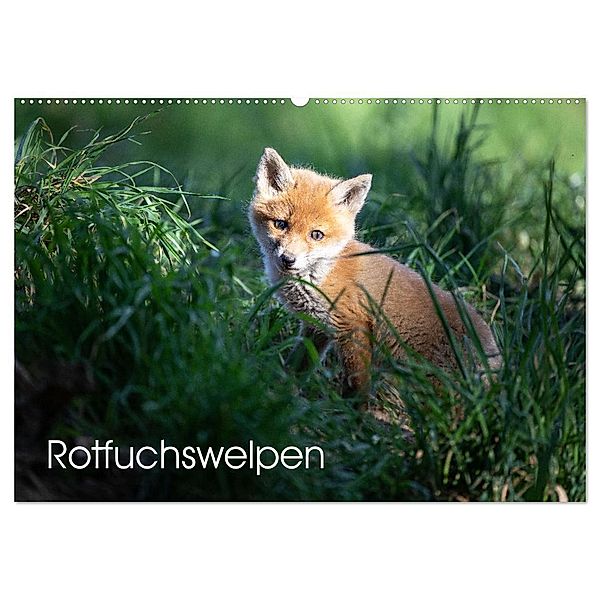 Rotfuchswelpen (Wandkalender 2024 DIN A2 quer), CALVENDO Monatskalender, David Oberholzer