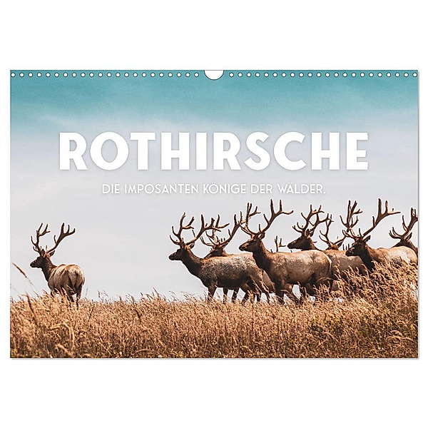 Rothirsche - Die imposanten Könige der Wälder. (Wandkalender 2024 DIN A3 quer), CALVENDO Monatskalender, SF