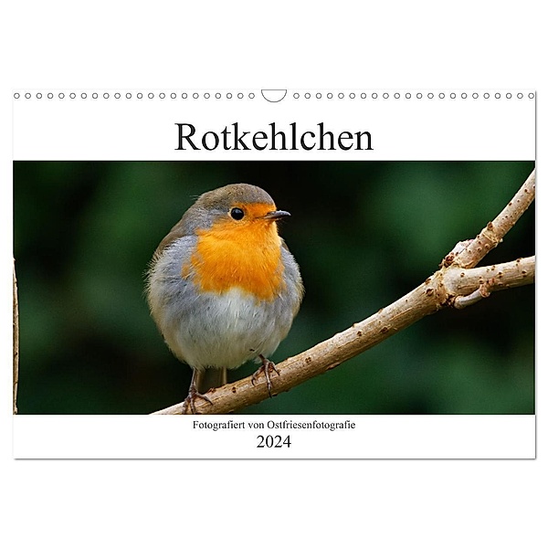 Rotkehlchen - Fotografiert von Ostfriesenfotografie (Wandkalender 2024 DIN A3 quer), CALVENDO Monatskalender, Christina Betten - Ostfriesenfotografie