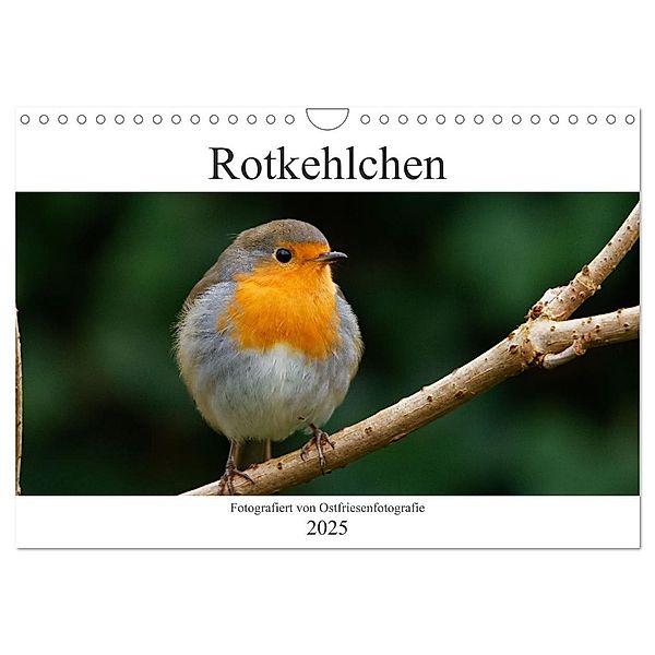 Rotkehlchen - Fotografiert von Ostfriesenfotografie (Wandkalender 2025 DIN A4 quer), CALVENDO Monatskalender, Calvendo, Christina Betten - Ostfriesenfotografie