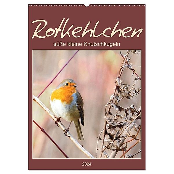 Rotkehlchen, süße kleine Knutschkugeln (Wandkalender 2024 DIN A2 hoch), CALVENDO Monatskalender, Sabine Löwer