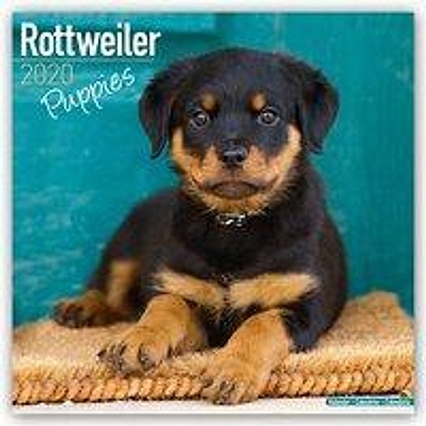 Rottweiler Puppies - Rottweiler Welpen 2020, Avonside Publishing