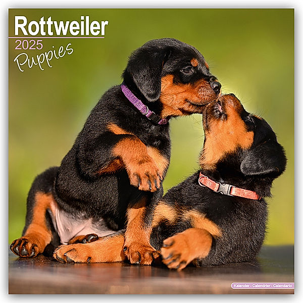 Rottweiler Puppies - Rottweiler Welpen 2025 - 16-Monatskalender, Avonside Publishing Ltd